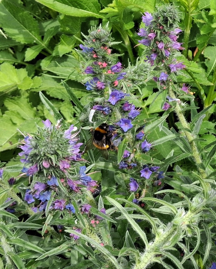 echium vulgare bee