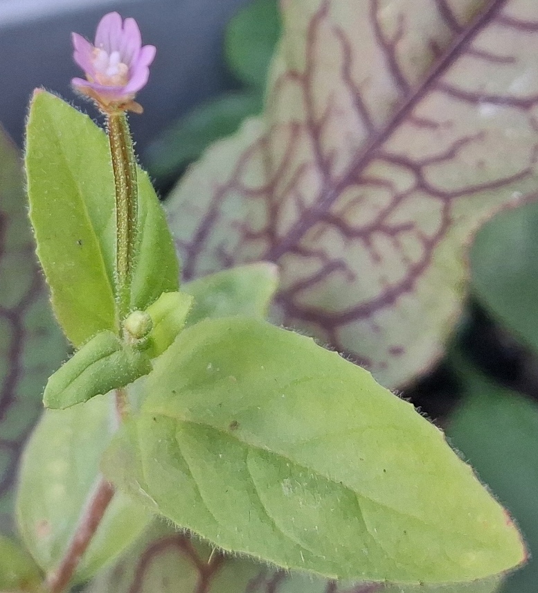 epilobium anagalidifolium alpine pimpernet willowherb