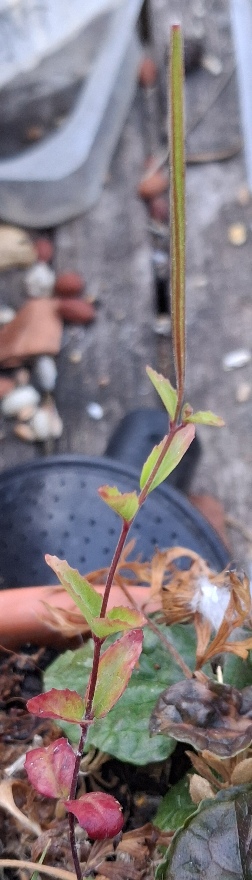 Epilobium anagallidifolium alpine pimpernel willowherb
