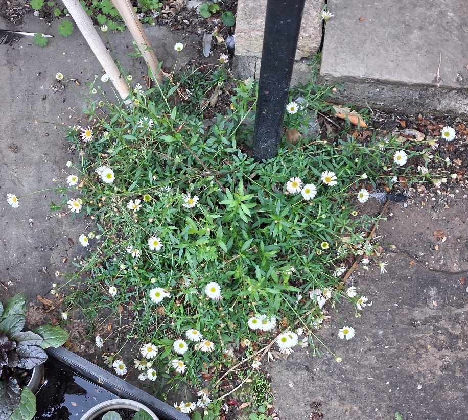erigeron karvinskianus