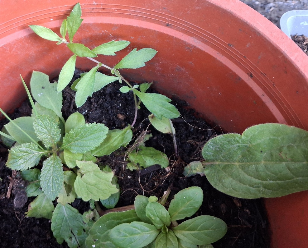 erigeron karvinskianus seedling