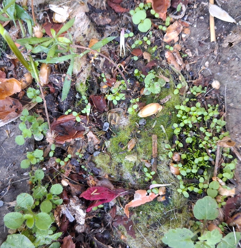 erigeron karvinskianus seedlings