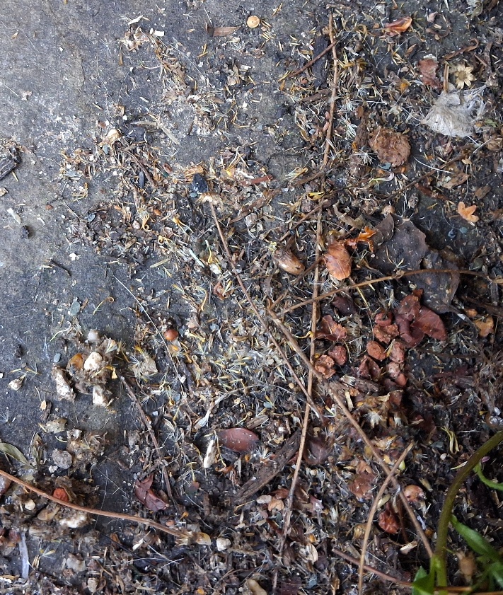 erigeron karvinskianus seeds