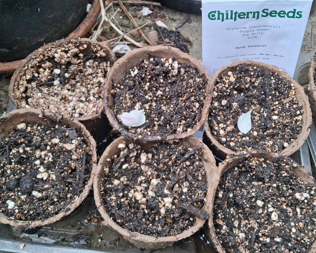 Eryngium leavenworthii