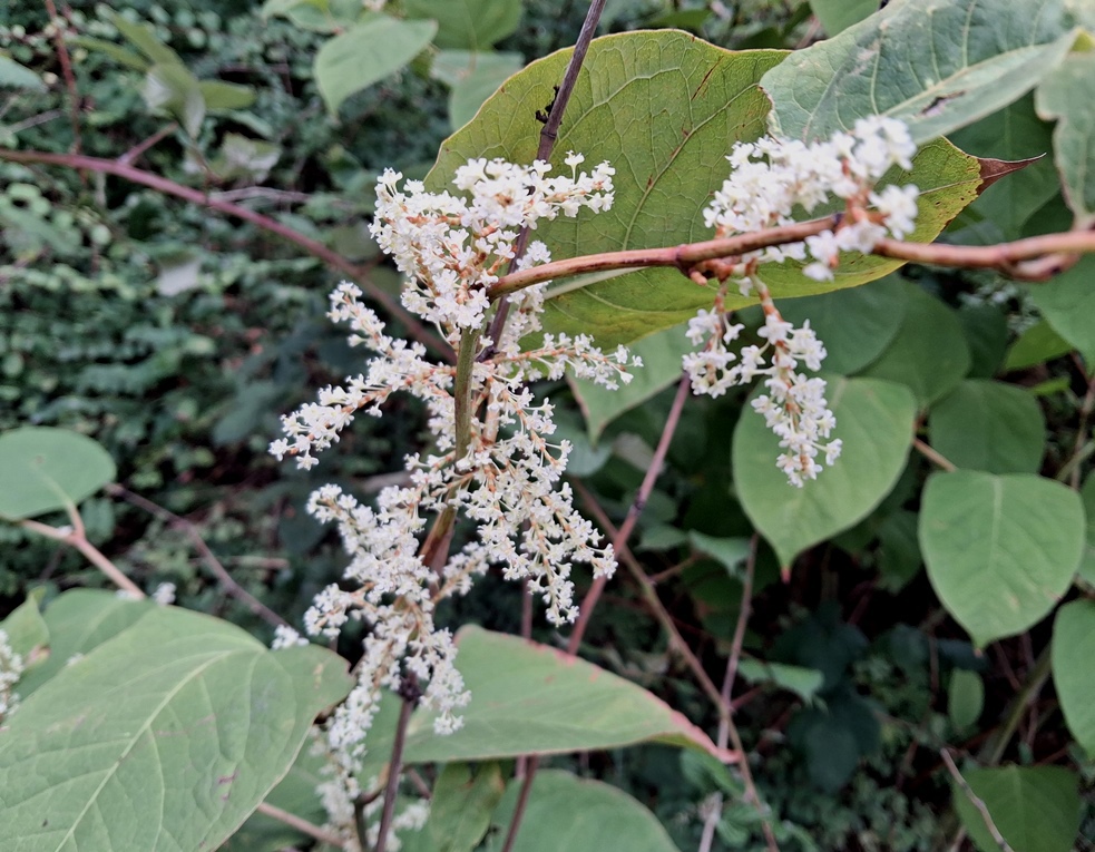 japanese knotweed