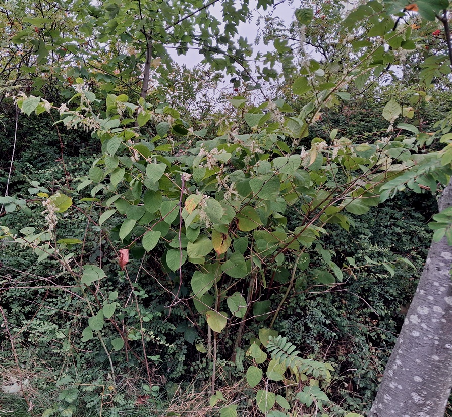 japanese knotweed