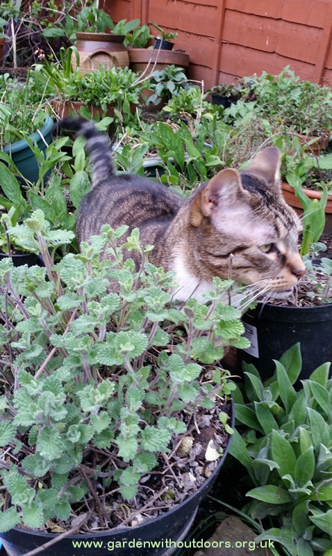 cat with nepeta