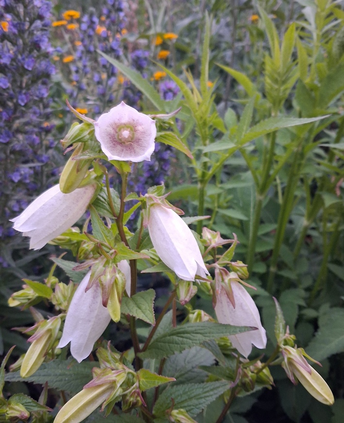 korean bellflower