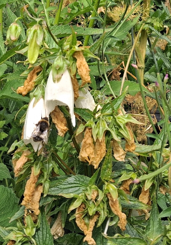 korean bellflower