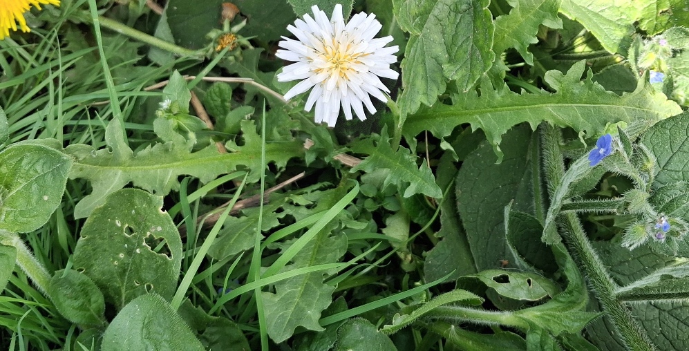korean dandelion taraxacum coreanum