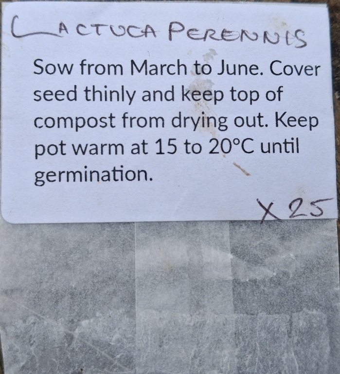 lactuca perennis seed packet