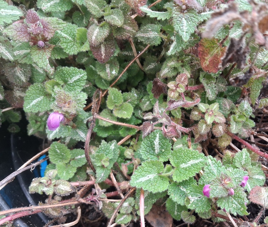 lamium maculatum roseum