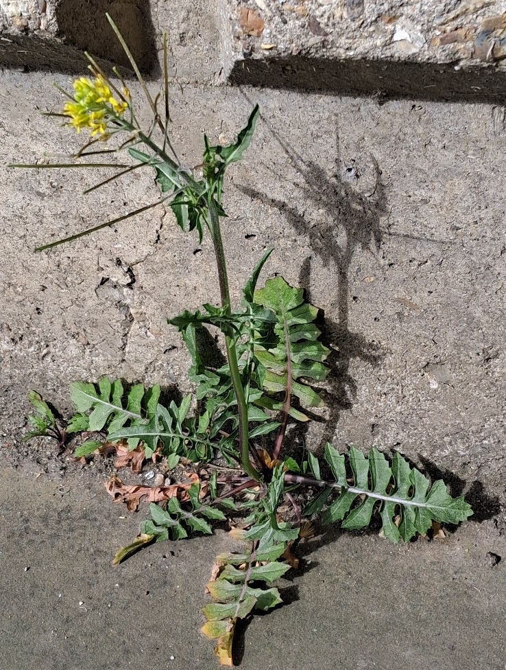 London rocket Sisymbrium irio