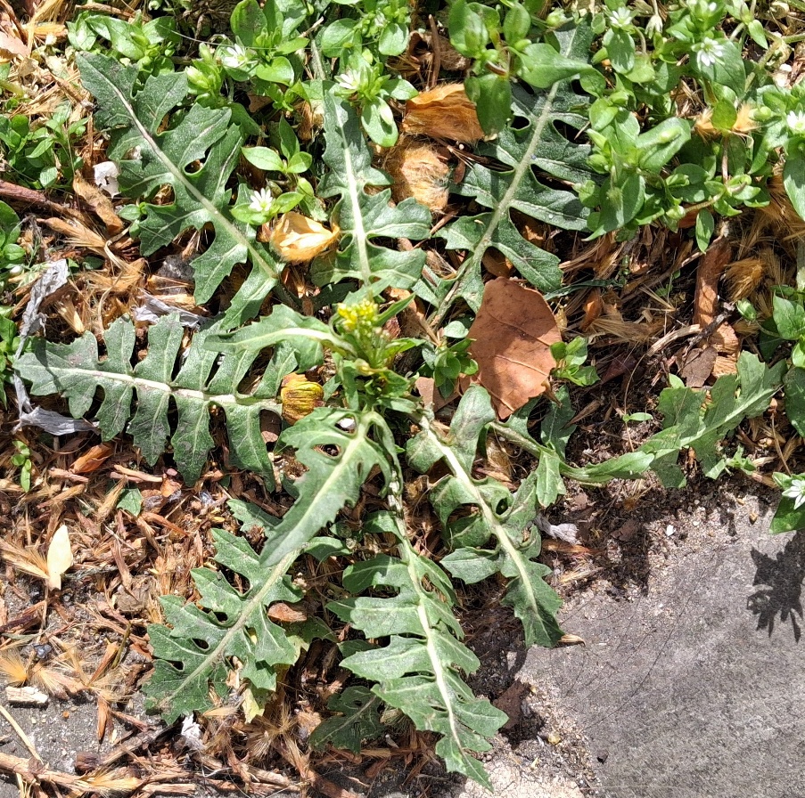 london rocket sisymbrium irio