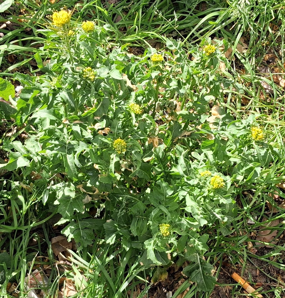 London rocket Sisymbrium irio