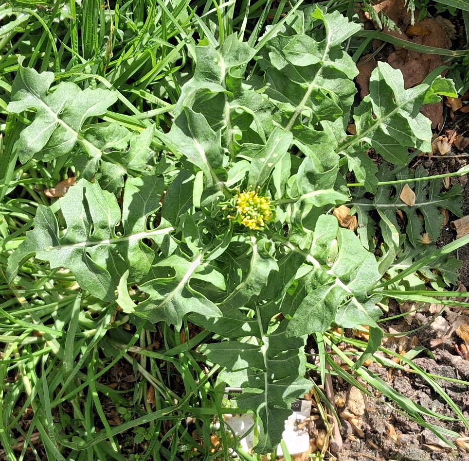 london rocket sisymbrium irio
