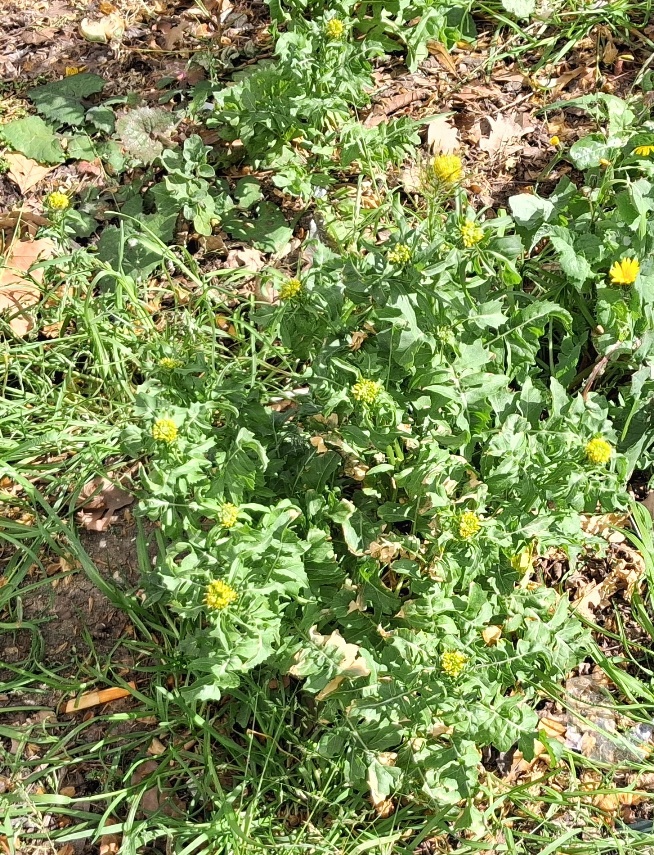 London rocket Sisymbrium irio