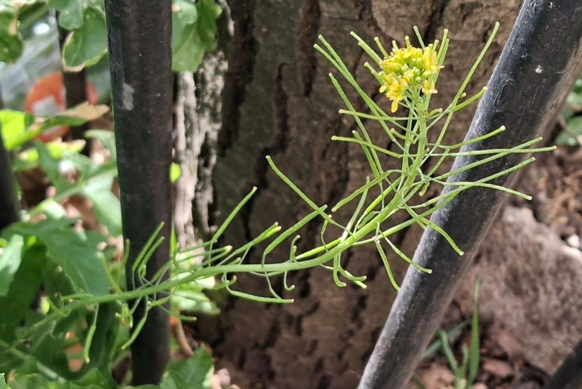 London rocket Sisymbrium irio