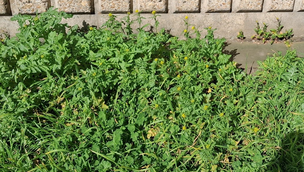 London rocket Sisymbrium irio