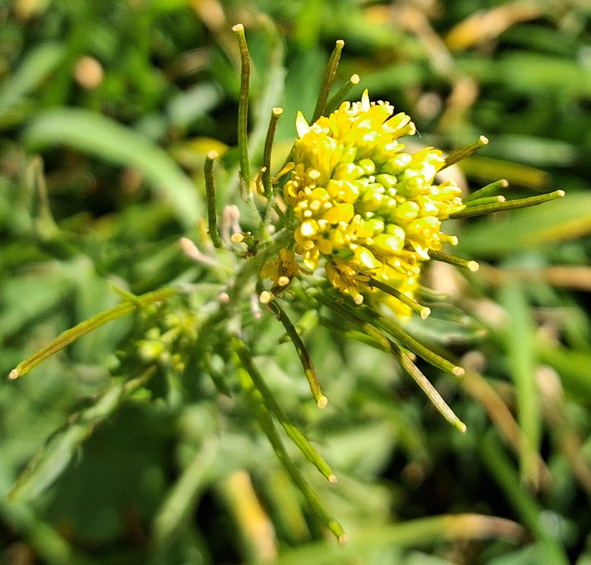 london rocket sisymbrium irio