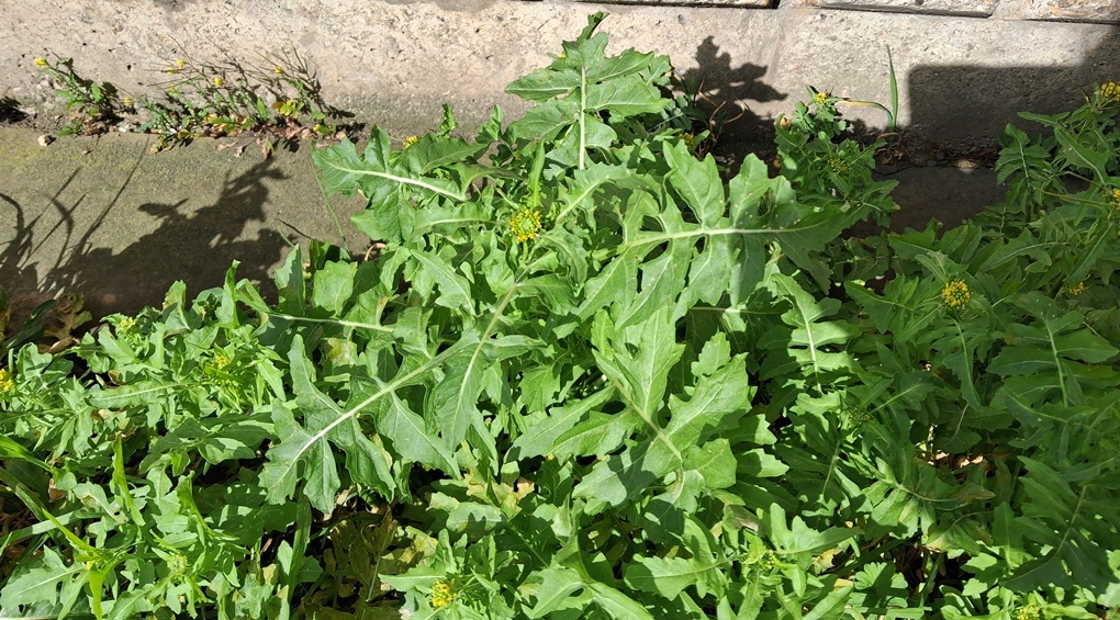 London rocket Sisymbrium irio