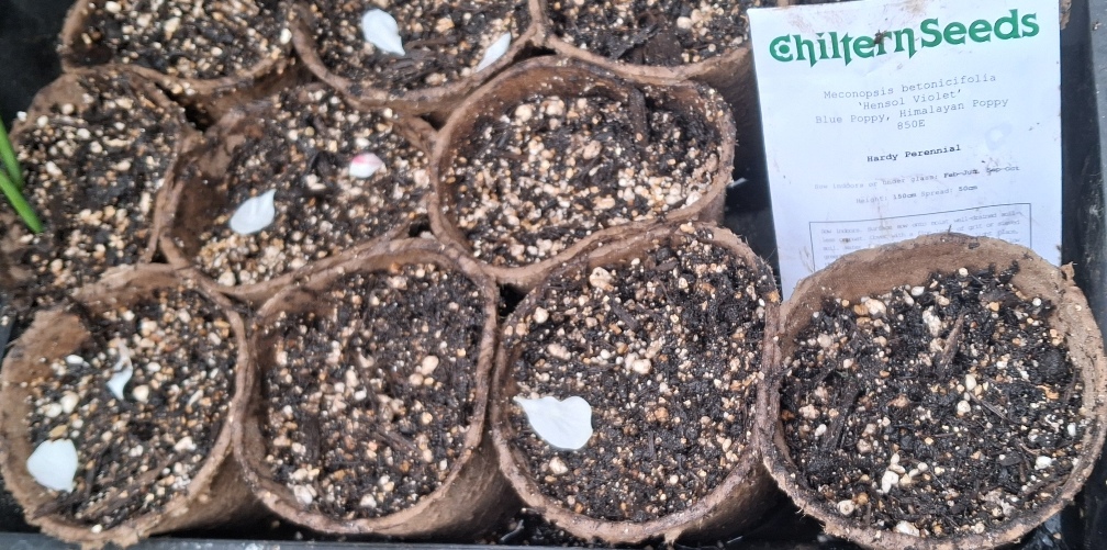 Meconopsis betonicifolia Hensol Violet Blue Poppy 