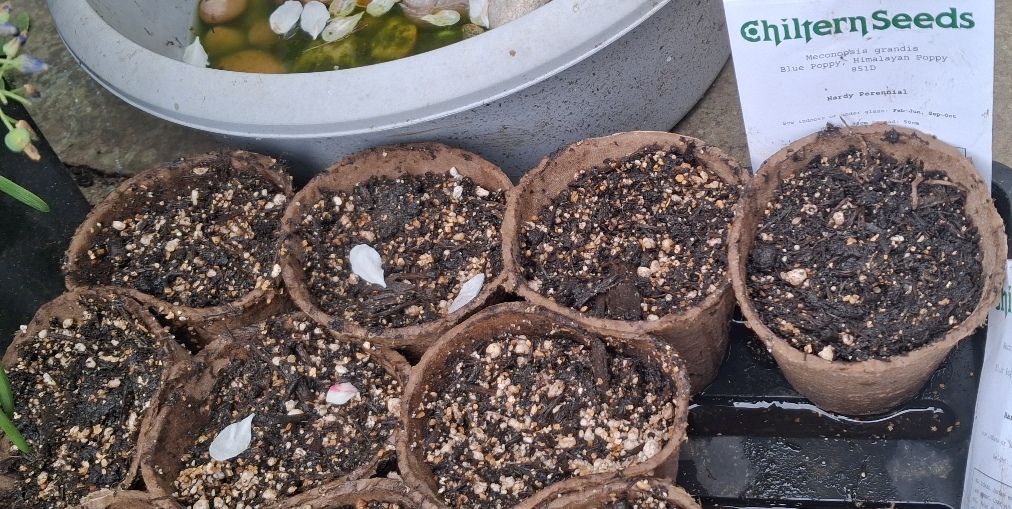 Meconopsis grandis Blue Poppy 