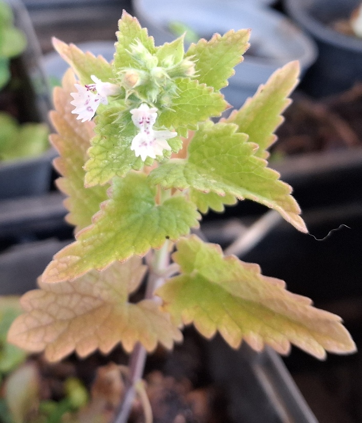 nepeta cataria catnip