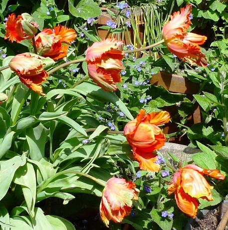 Orange Favourite tulips