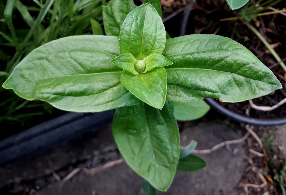 zinnia