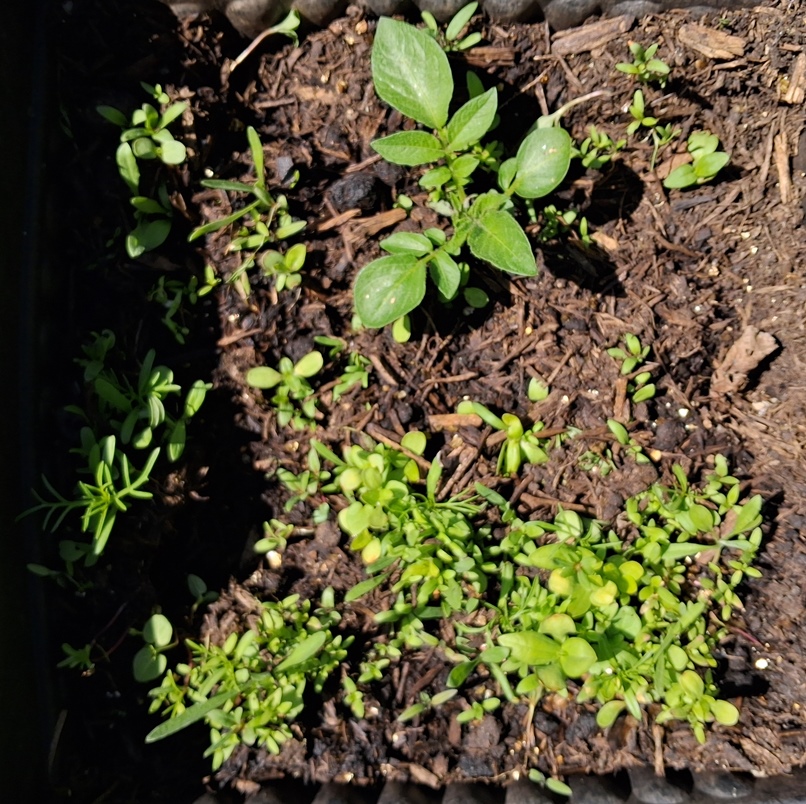 sainsburys beneficial insects wildfllower tin