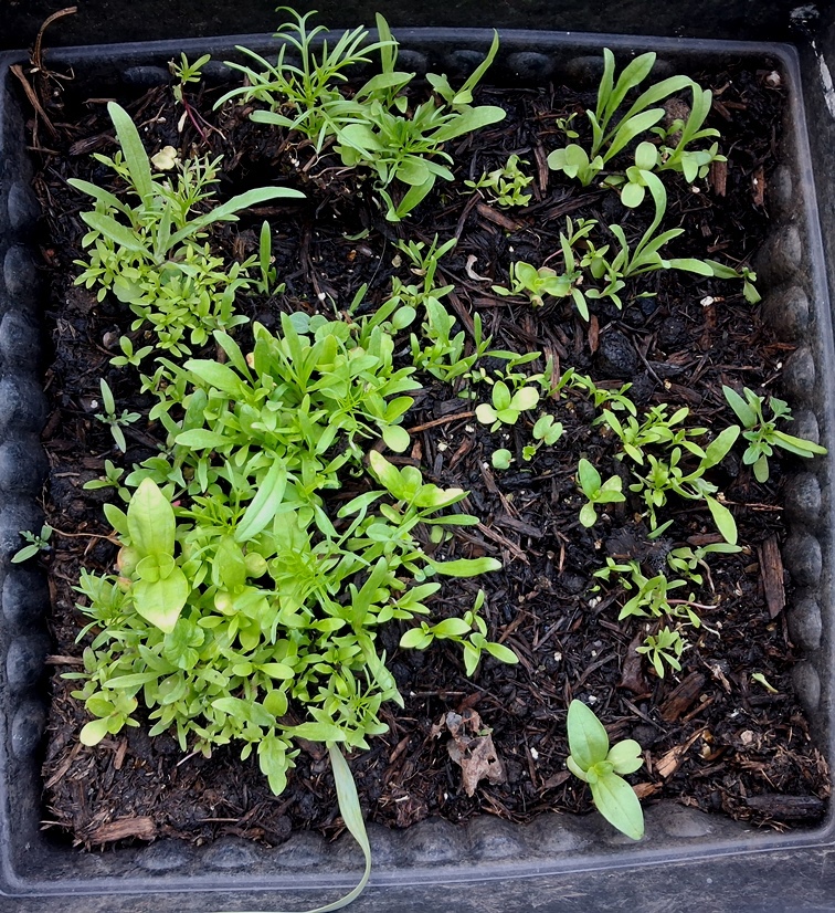 sainburys beneficial insects wildflowers tin seedling