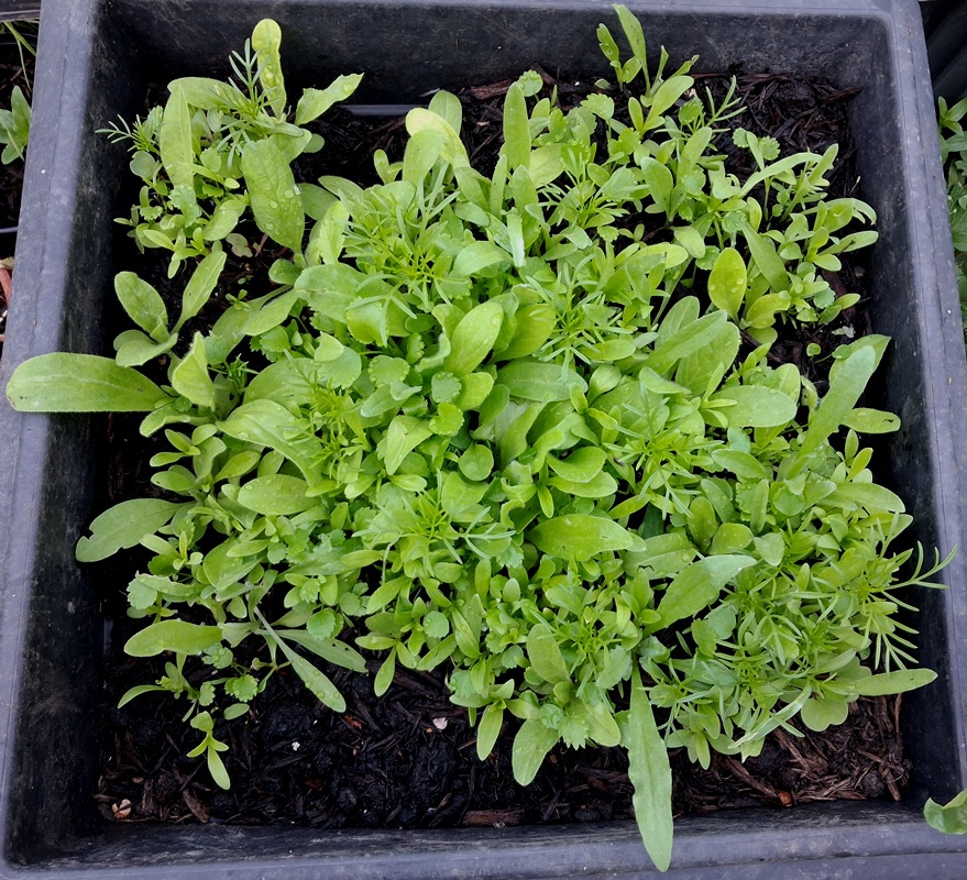 sainsburys blue and white wildflower seedlings tin