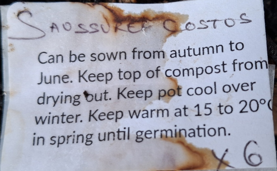 saussera costus seed packet