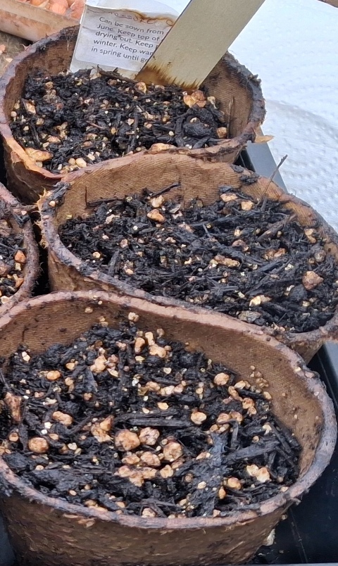 saussera costus seeds sown