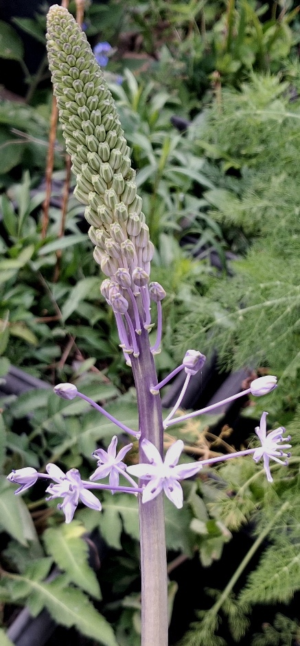 scilla hyacinthoides