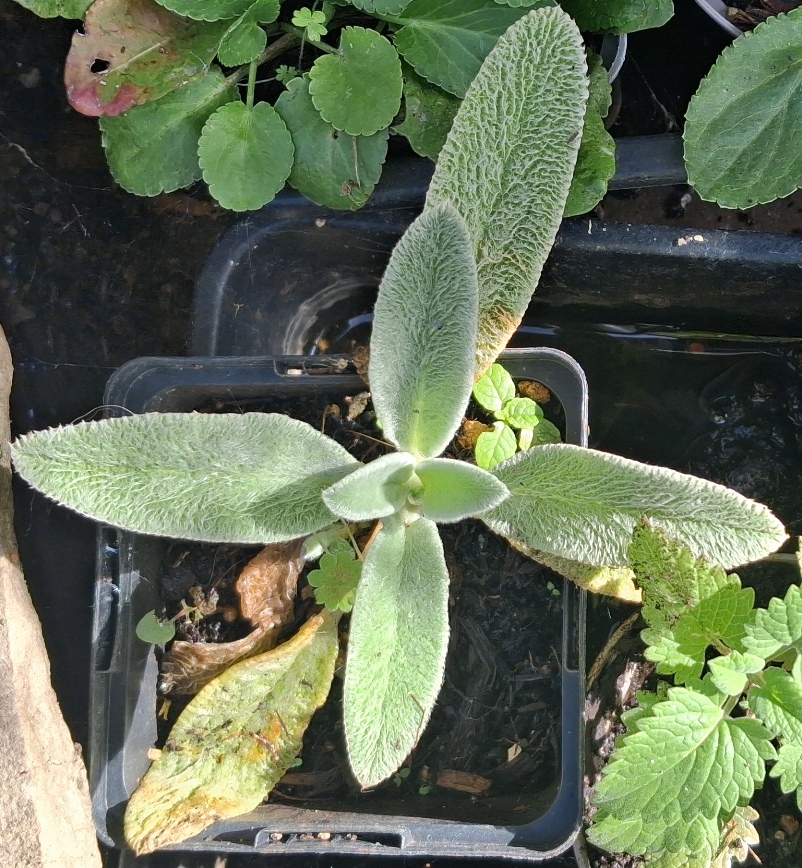 stachys byzantina