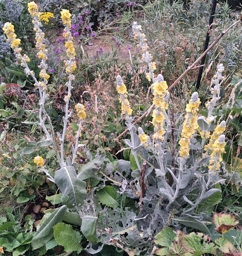 verbascum arctic summer