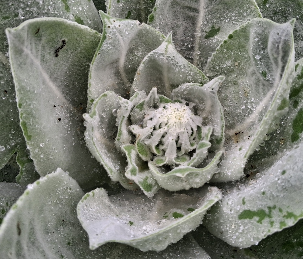 verbascum arctic summer