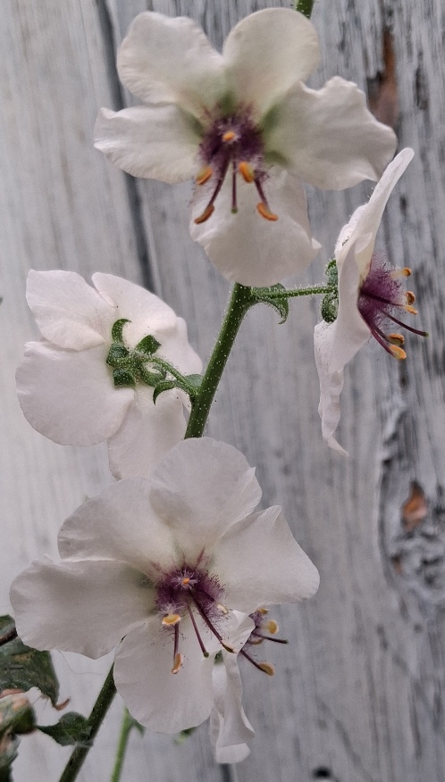 verbascum blattaria