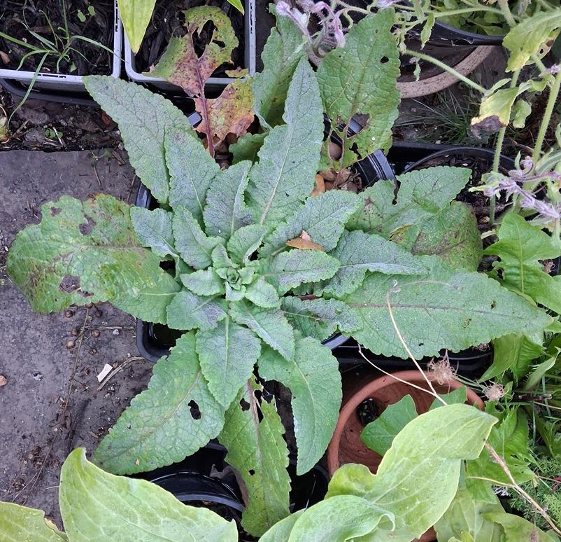 verbascum virgatum 