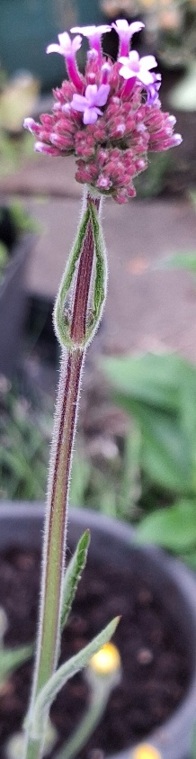 verbena bonariensis