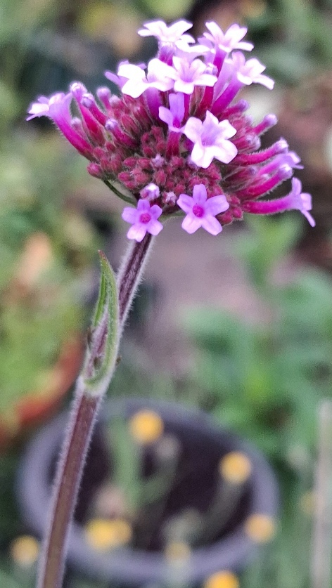 verbena bonariensis