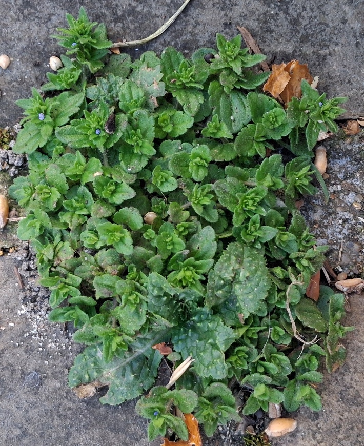wall speedwell veronica arvensis