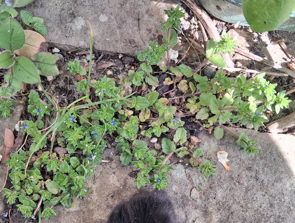 wall speedwell veronica arvensis