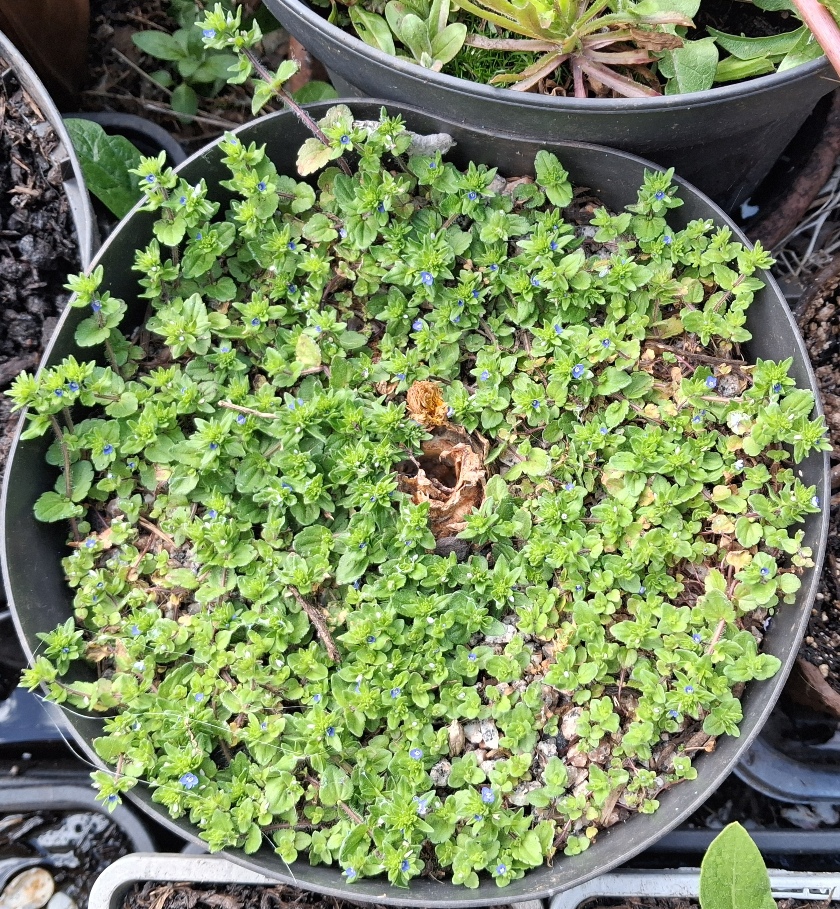 veronica arvensis