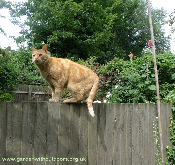 cat on fence hollyhock
