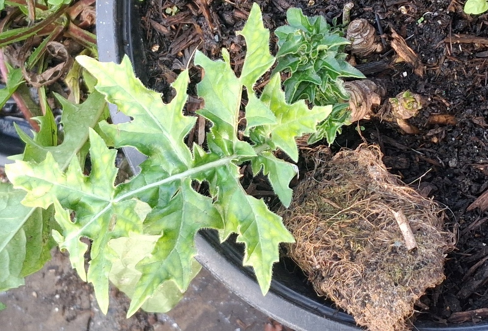 acanthus