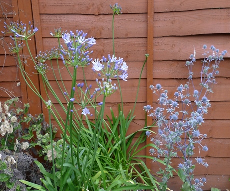 agapanthus and sea holly