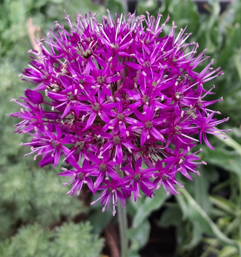 allium